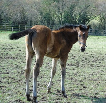 2018 filly by Pivotal